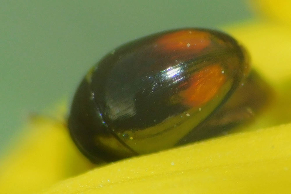 Phalacridae - kalászbogárfélék Phalacridae - kalászbogárfélék