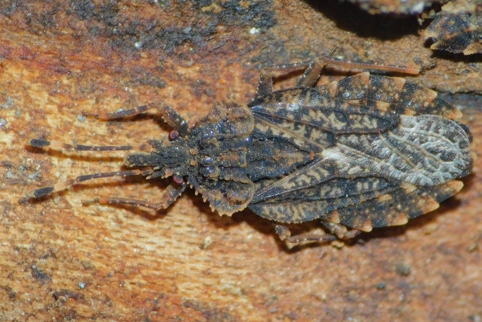 Aradus