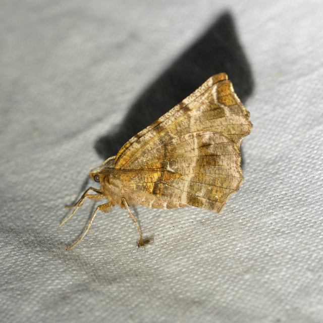 Selenia dentaria - kétfoltos holdasaraszoló