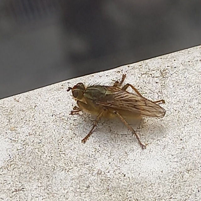 Scathophaga stercoraria - közönséges trágyalégy