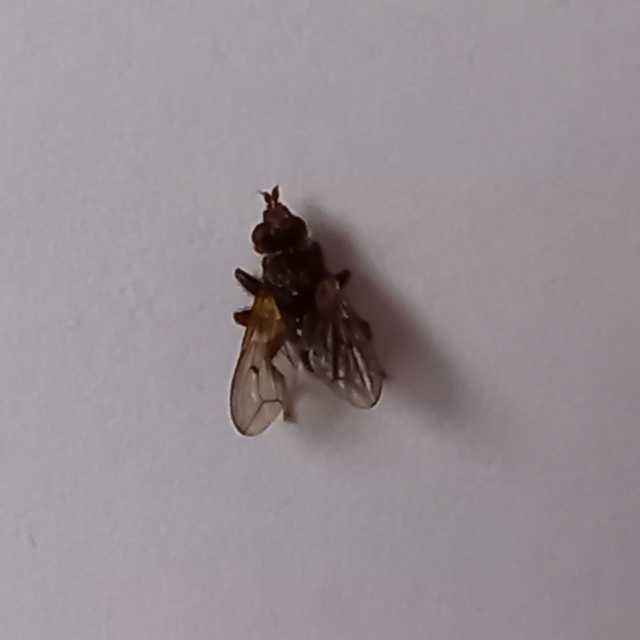 Myopa