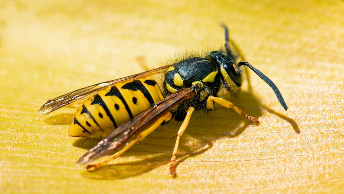 Vespula germanica - német darázs