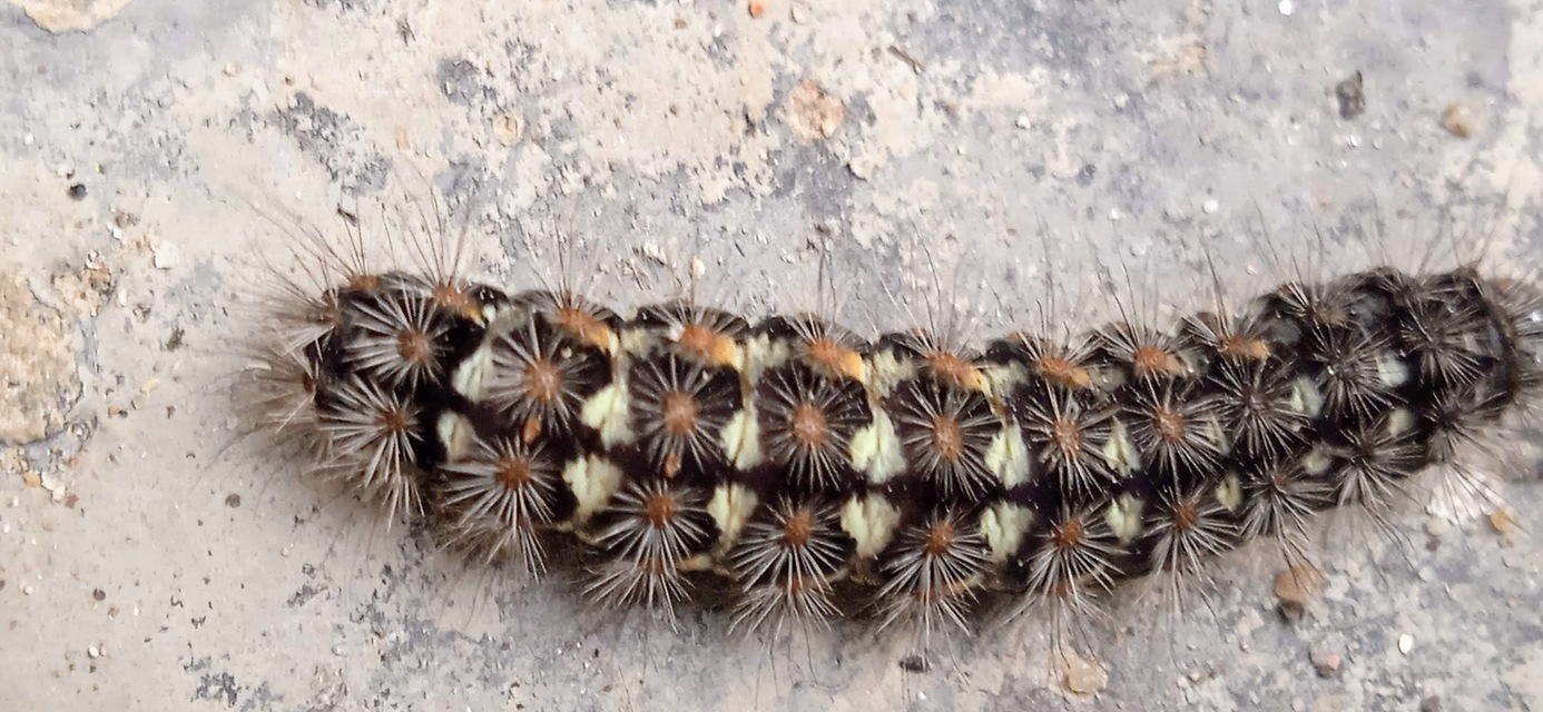 Pentophera morio - réti gyapjaslepke