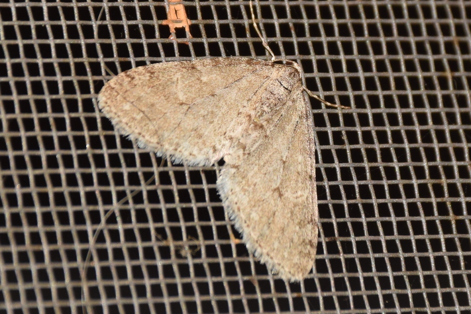 Trichopteryx carpinata - nyárfa-lebenyesaraszoló