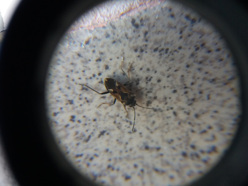 Rhyparochromus vulgaris - közönséges díszesbodobács