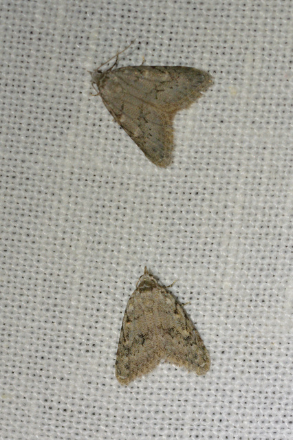 Nola cicatricalis - szürke pamacsosszövő