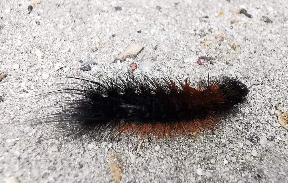 Hyphoraia aulica - barna medvelepke