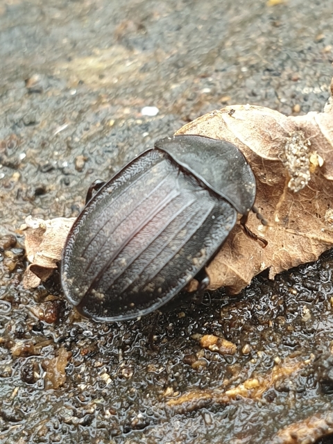 Phosphuga atrata - bordás csigarabló