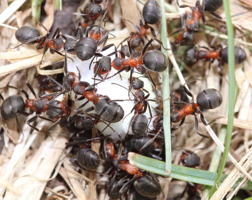 Formica pratensis - réti vöröshangya