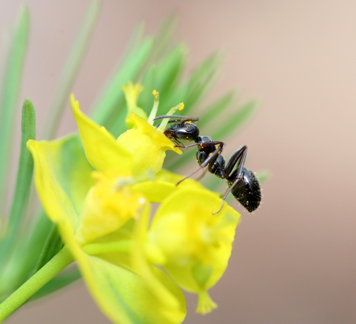 Formica fusca - kormos rabszolgahangya