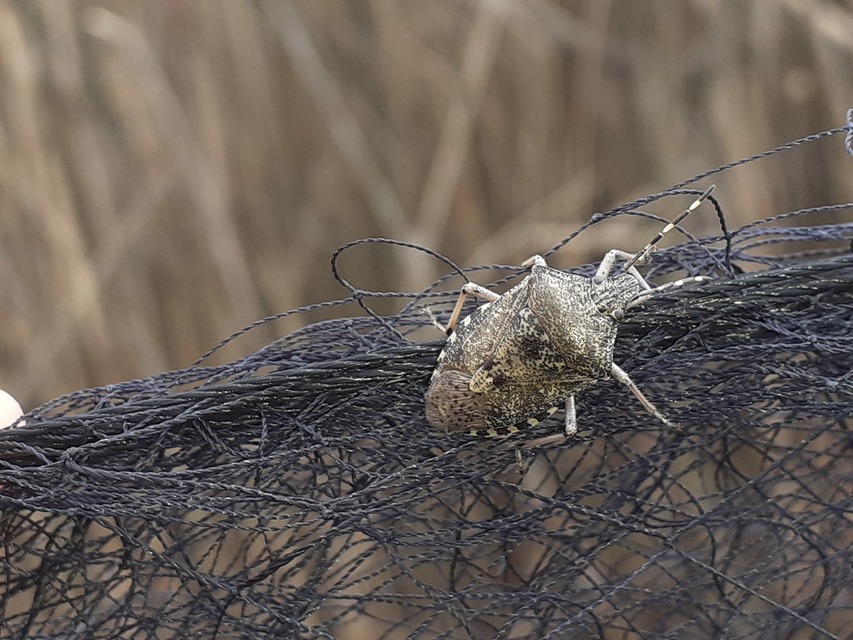 Rhaphigaster nebulosa - bencepoloska