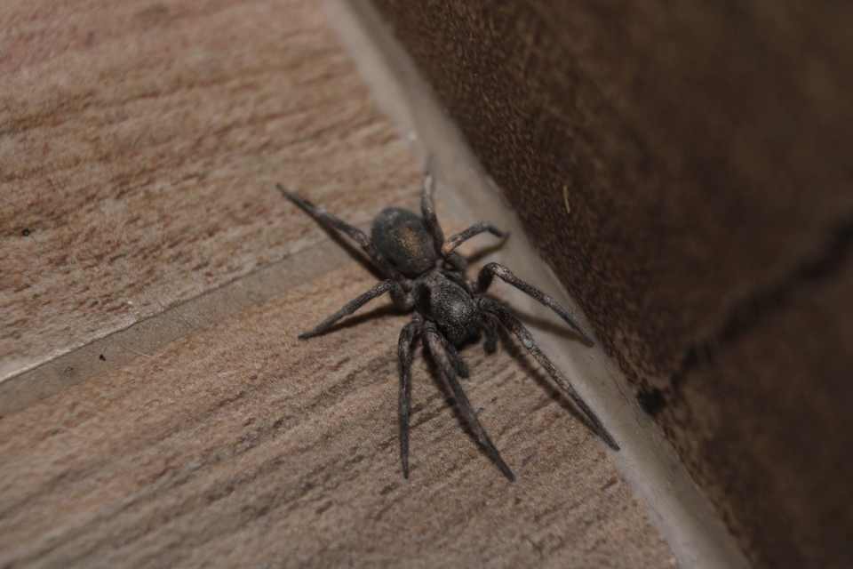 Amaurobius ferox - nagy eretnekpók