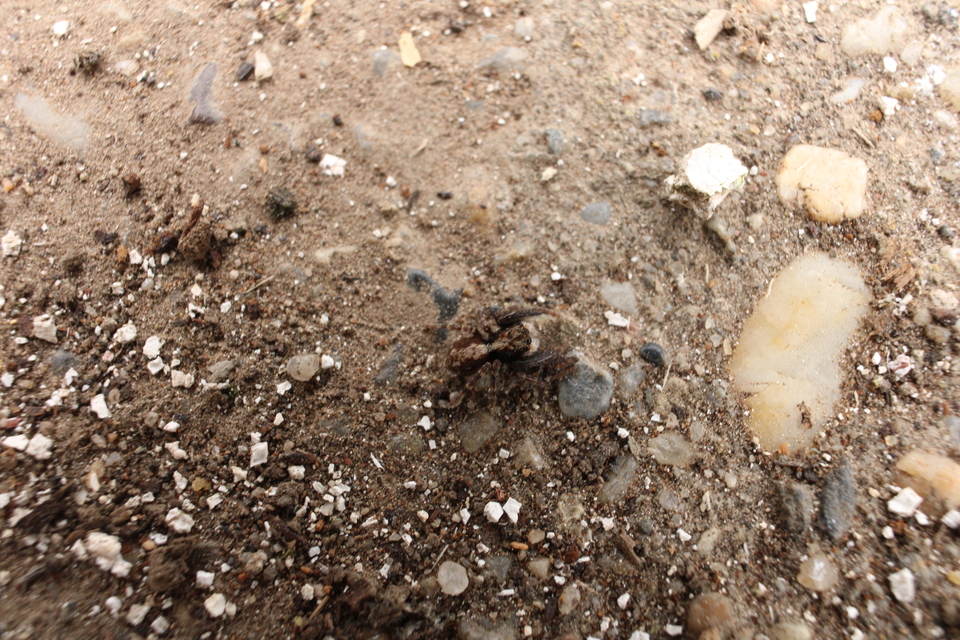 Pseudeuophrys lanigera - szobai ugrópók