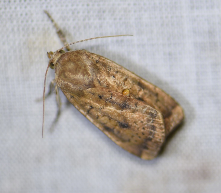 Noctua interjecta - zömök sárgafűbagoly
