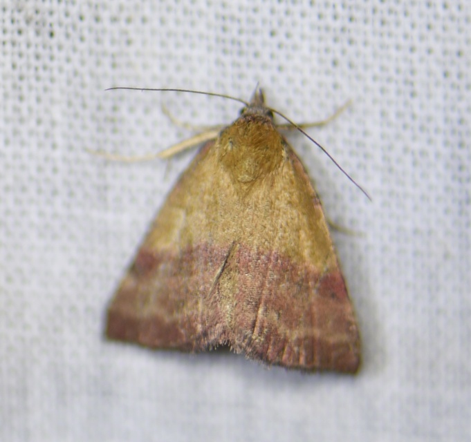 Phytometra viridaria - pirossávos bagoly