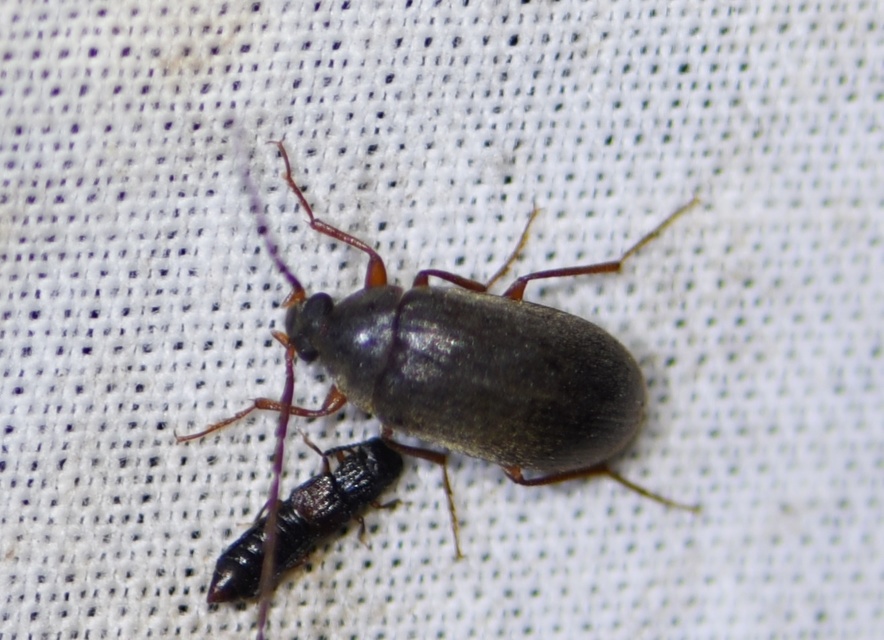 Hymenalia rufipes - rőtlábú alkonybogár