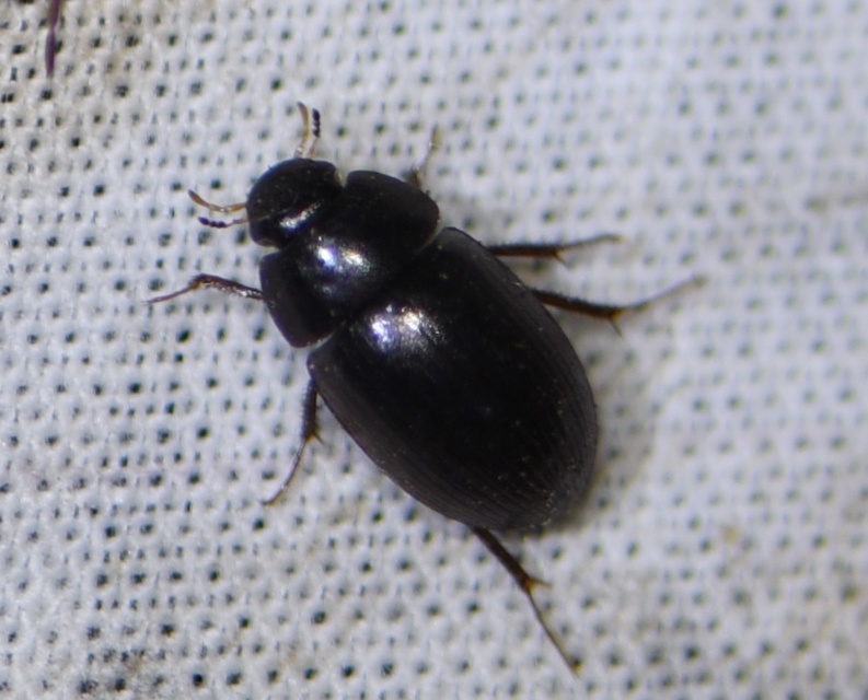 Hydrobius