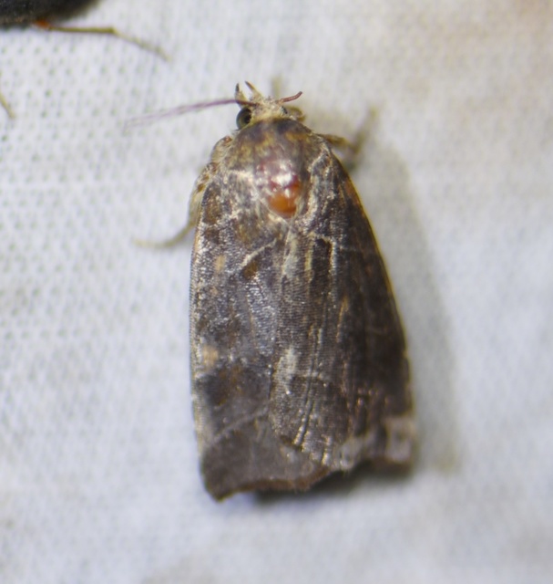 Ipimorpha retusa - sarlós fűzbagoly