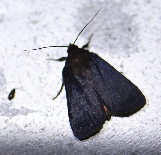 Amphipyra livida - zsírfényű bagoly