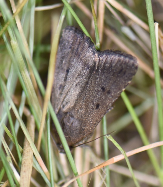 Amphipyra tragopoginis - bakszakállbagoly