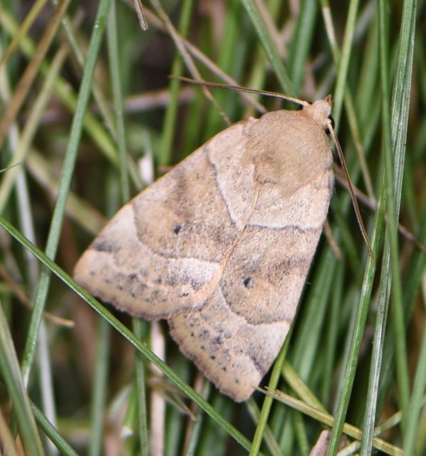 Cosmia trapezina - közönséges lombbagoly