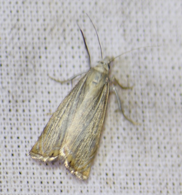 Chrysoteuchia culmella - kerti fűgyökérmoly