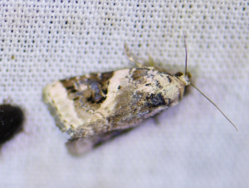 Pseudeustrotia candidula - fehéres apróbagoly