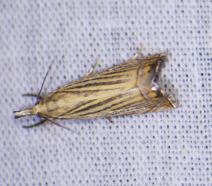 Chrysoteuchia culmella - kerti fűgyökérmoly