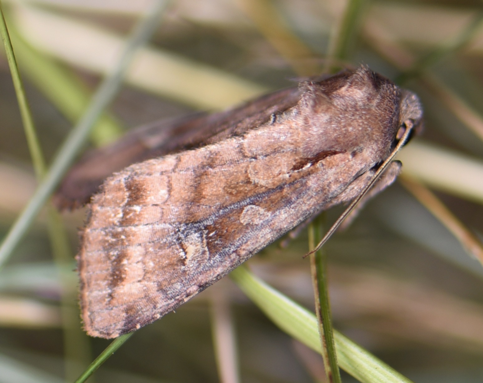 Lacanobia splendens - mocsári kertibagoly