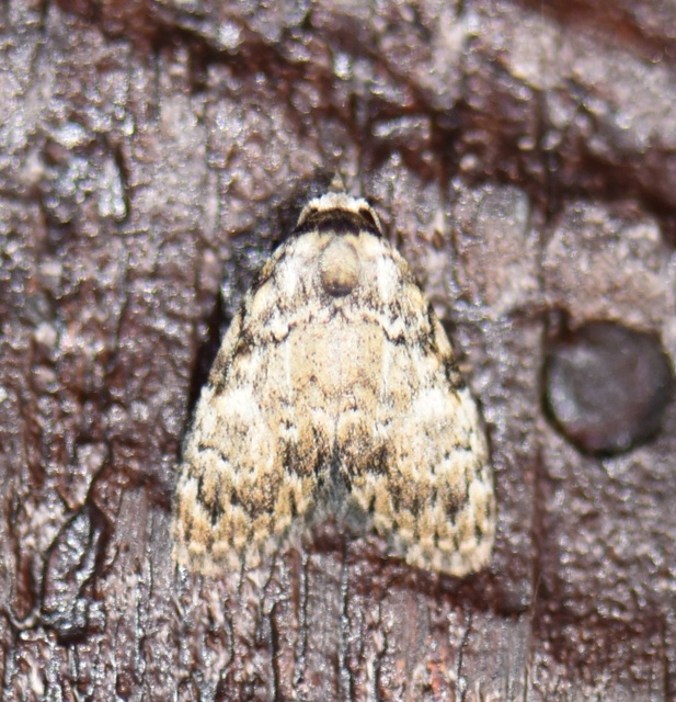 Meganola strigula - hamvas pamacsosszövő
