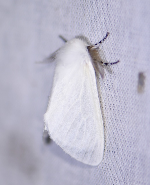 Leucoma salicis - fűzfaszövő