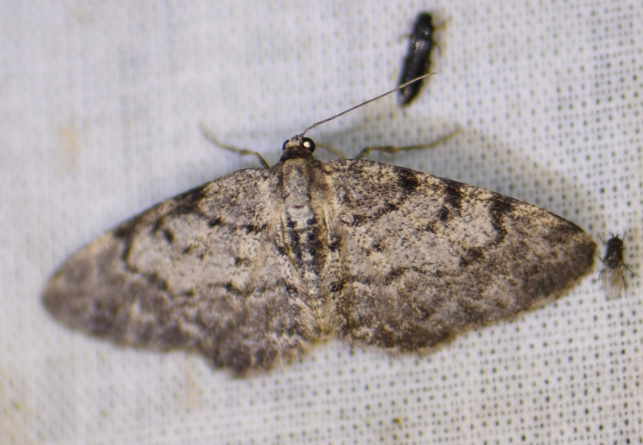 Aethalura punctulata - szürke égeraraszoló