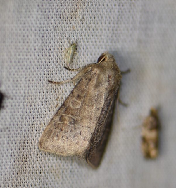 Parastichtis suspecta - sötét erdeibagoly