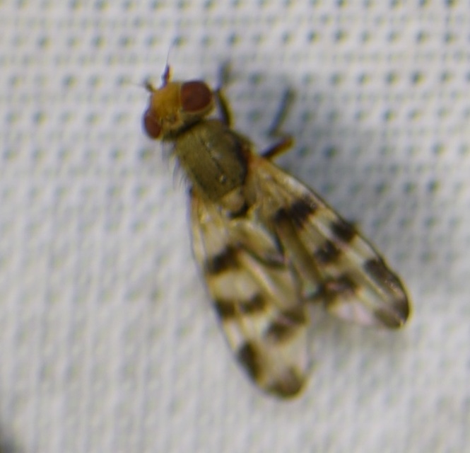 Otitinae
