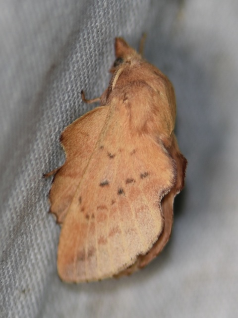Phyllodesma tremulifolia - nyárlevélpohók