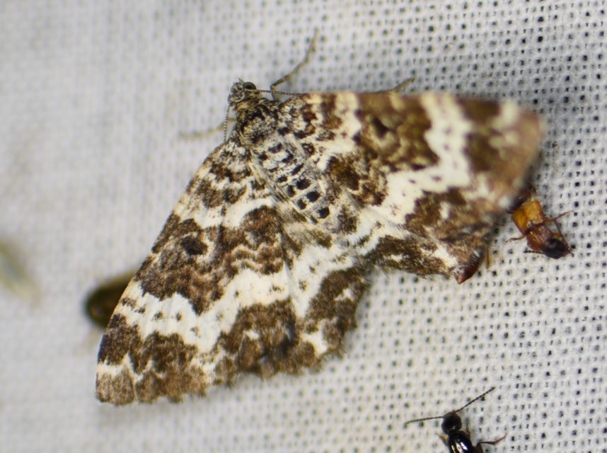 Epirrhoe tristata - gyászos tarkaaraszoló