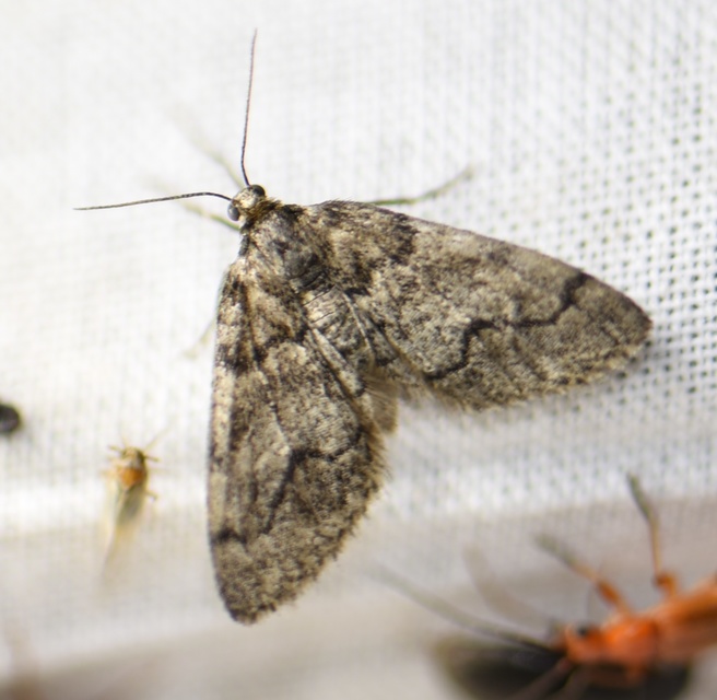 Tephronia sepiaria - zuzmóaraszoló