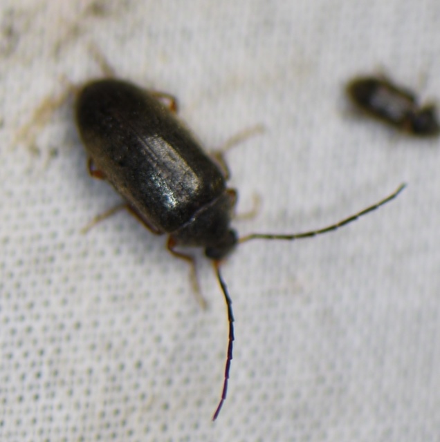 Hymenalia rufipes - rőtlábú alkonybogár