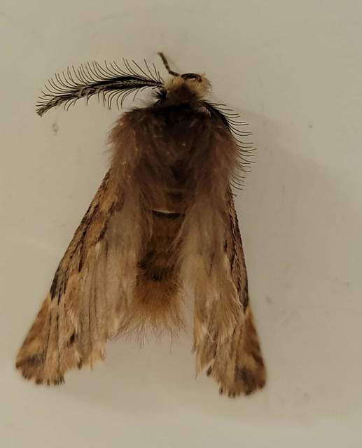 Ptilophora plumigera - tollas púposszövő