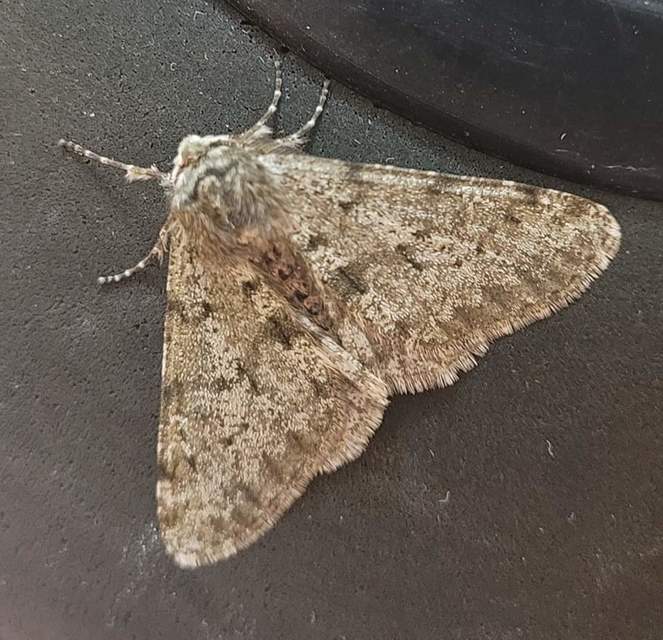 Apocheima pilosaria - zöldes tavasziaraszoló