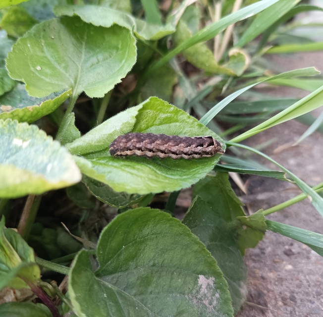Noctua comes - kis sárgafűbagoly