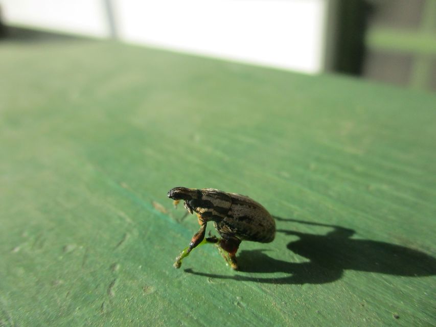 Pseudocleonus cinereus - hamvas barkó
