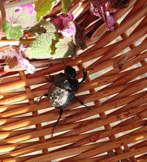 Lethrus apterus - nagyfejű csajkó