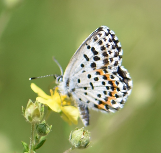 Scolitantides orion - szemes boglárka