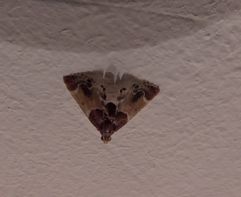 Pyralis farinalis - lisztilonca