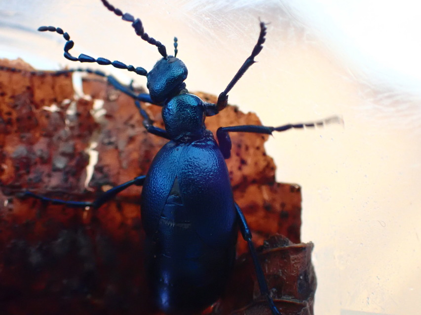 Meloe violaceus - kék nünüke