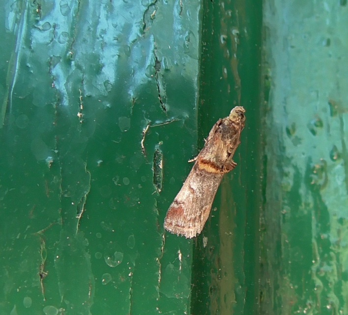 Trachonitis cristella - bokorrágó karcsúmoly