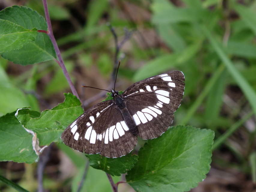 Neptis rivularis - nagy fehérsávoslepke