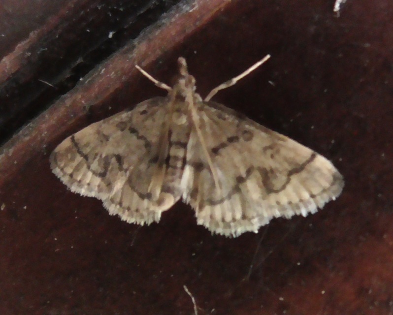 Metasia ophialis - kígyósávos tűzmoly
