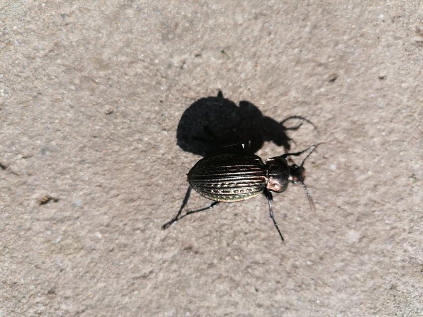 Carabus ulrichii - rezes futrinka